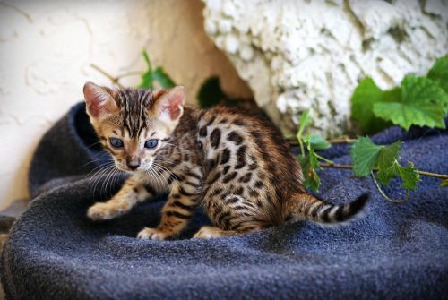 Healthy Bengal kittens for adoption