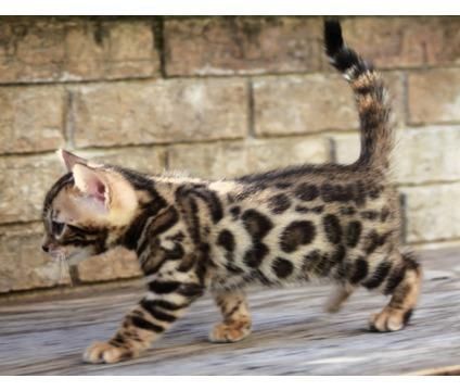 Cute Bengal kittens Available