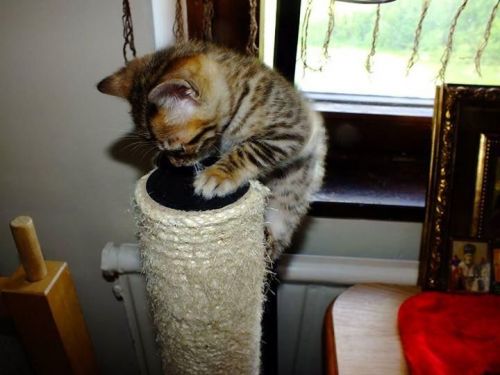 11 weeks old kittens for sale