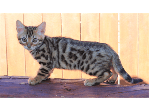 Cute Bengal Kittens.