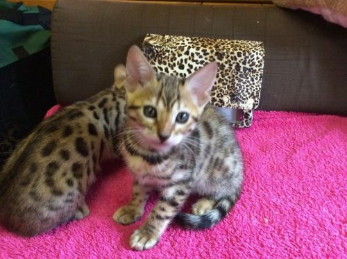 Bengal Kittens