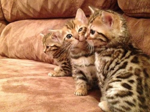 Bengal Cats for sale in Sacramento, CA, USA. price: NA