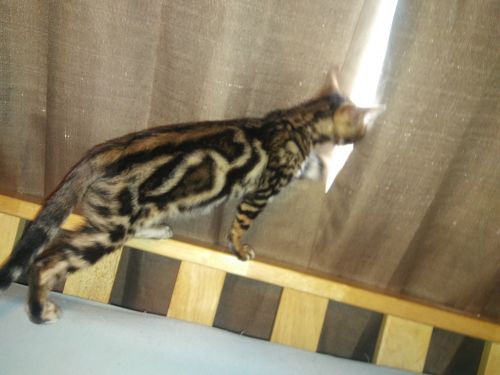 Bengal Kitten