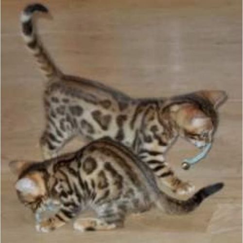 Bengal Kittens Available