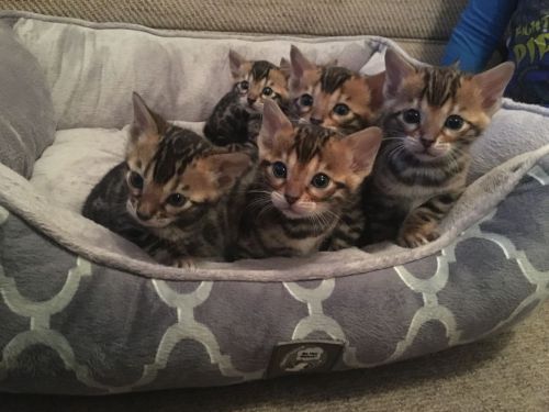 Bengal Cats for sale in Birmingham, AL, USA. price: $410
