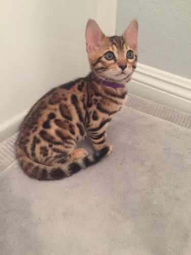 Bengal Kittens For Sale