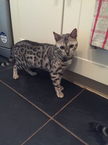 Bengal Cats for sale in California St, San Francisco, CA, USA. price: $500