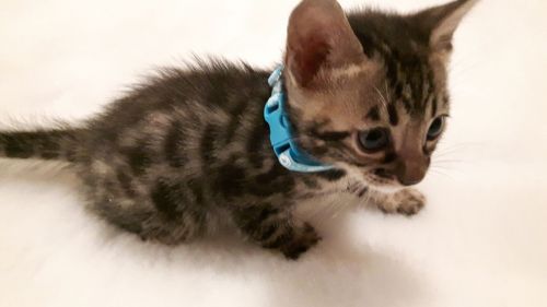 Gorgeous Silver Spotted Bengals. Tica Registered