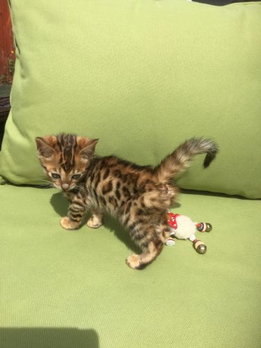 beautiful brown rossited kittens