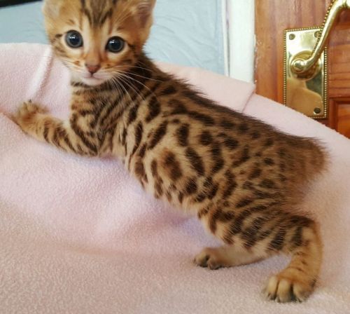 Tica registered Bengal kittens ready now Text ***