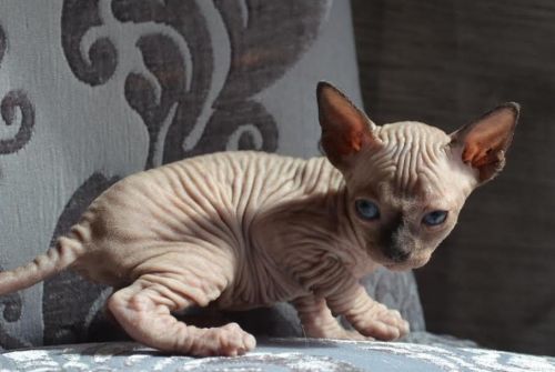 Cream Sphynx Male Available!