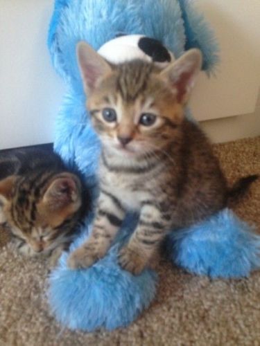 Beautiful Bengal Kittens