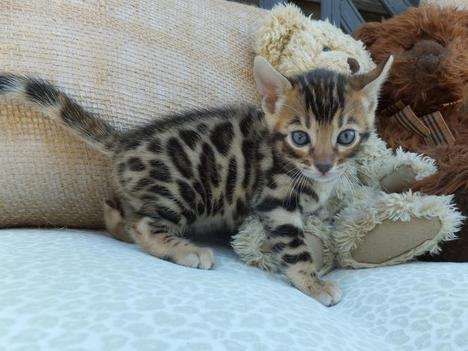 Bengal Kittens For Adoption
