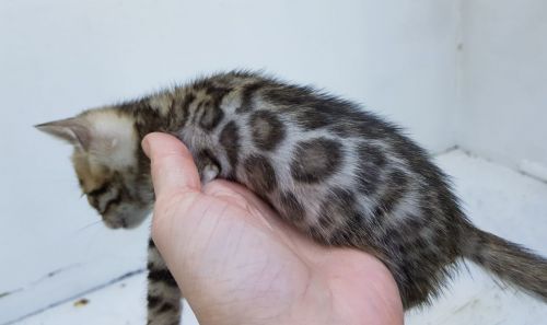Adorable** BENGAL KITTENS **