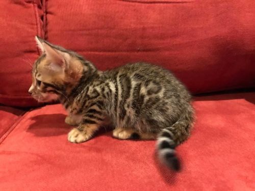 leopard bengal kitten for sale