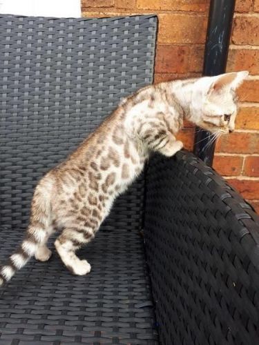 SLIVER BENGAL KITTEN FEMALE READY NOW