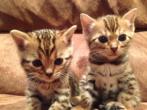 Bengal kittens call ***