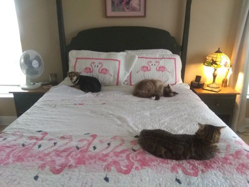 2 male Bengals..2 years old.. 1 Siamese chocolate point declawed male