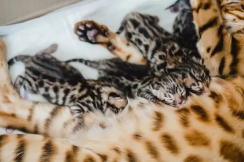 bengal kittens - health problems