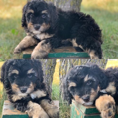 Mini Bernedoodle Puppies