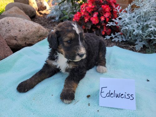 Bernadoodles for sale