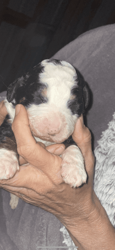 F2 standard Bernedoodle puppies