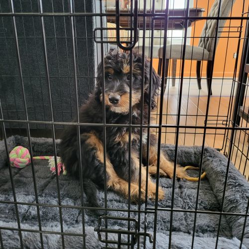 Handsome and intelligent Bernedoodle