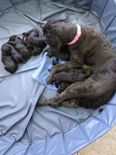 Bernedoodle Puppies for Sale Idaho