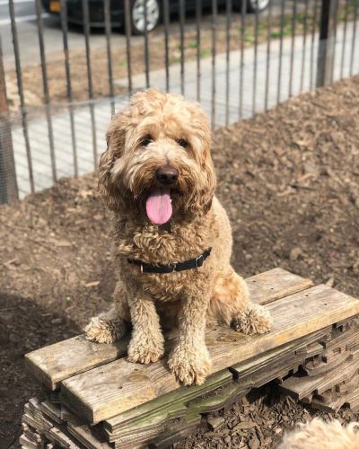 Adorable Bernadoodle puppies
