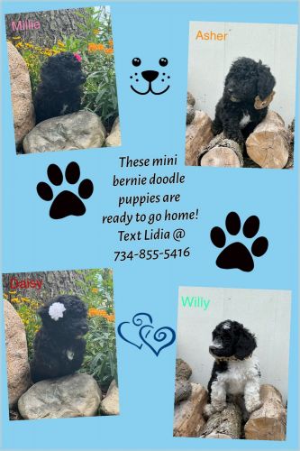 Miniature bernedoodle puppies