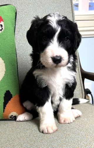 Bernedoodle Puppies