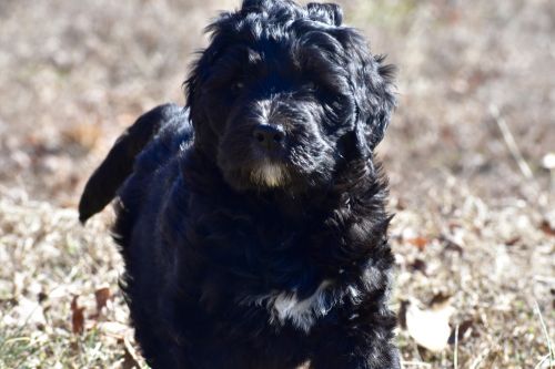 Tank- Bernedoodle Puppy