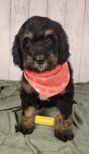 Medium Bernedoodle Puppies seek Loving homes