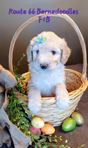 Bernedoodle Puppies for sale in Washington, DC, USA. price: $800