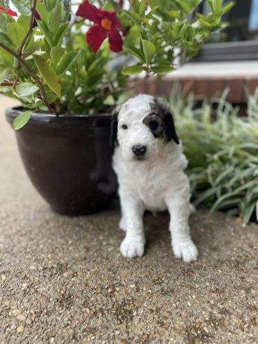 Groucho - F1b Bernedoodle