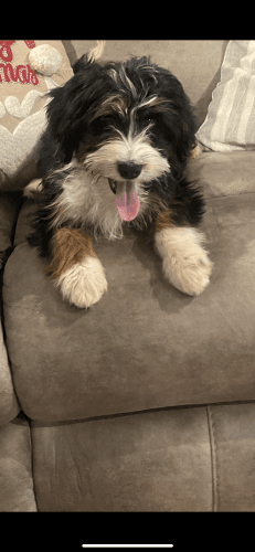 Mini Bernedoodle Female