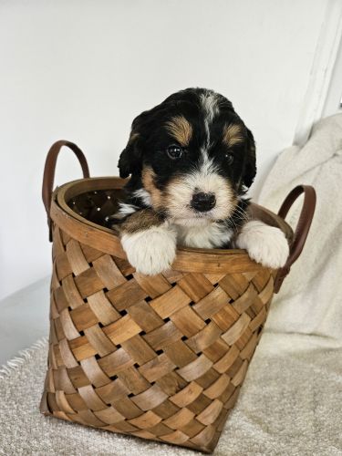 Arlo Mini Bernedoodle
