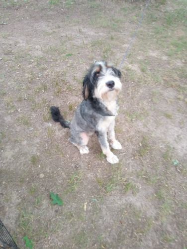 Bernedoodle female