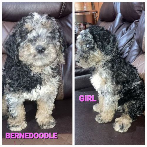 Merle-Tri BERNEDOODLE ***