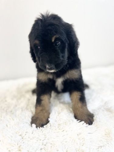 Healthy, sweet, gorgeous Bernedoodle Puppies