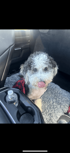 Bernedoodle Puppies for sale in Kansas City, MO, USA. price: $1,000