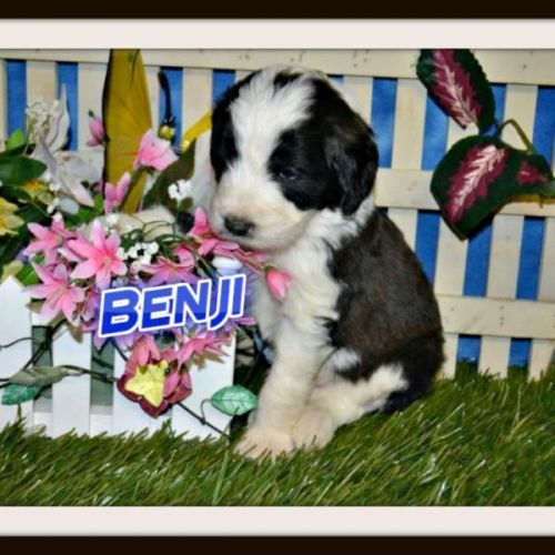 BENJI BERNEDOODLE