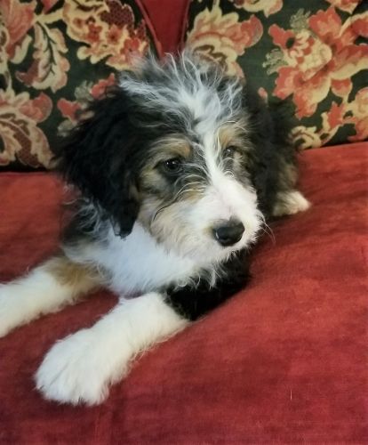 Mini Bernedoodle