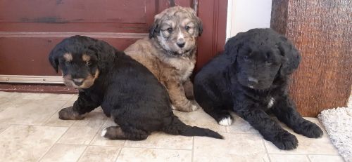 Bernedoodle Puppies
