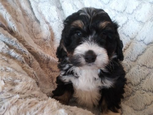 Buddy (mini) tricolor