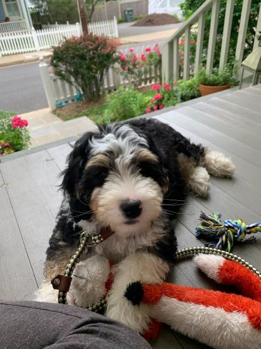 Mini Bernedoodles