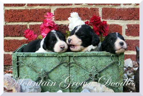 Bernedoodle Litter