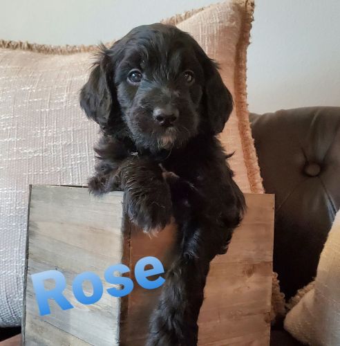 Golen Moutain Doodles (bernidoodle/goldendoodles