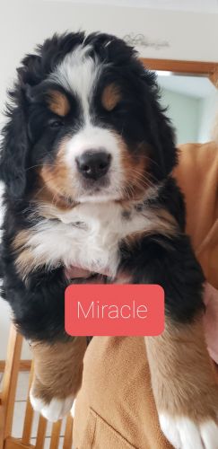 AKC Bernese Mountain dogs