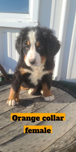 Bernese mountian dog puppies